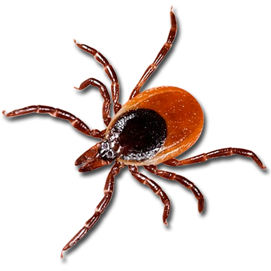 Help with Lyme Disease